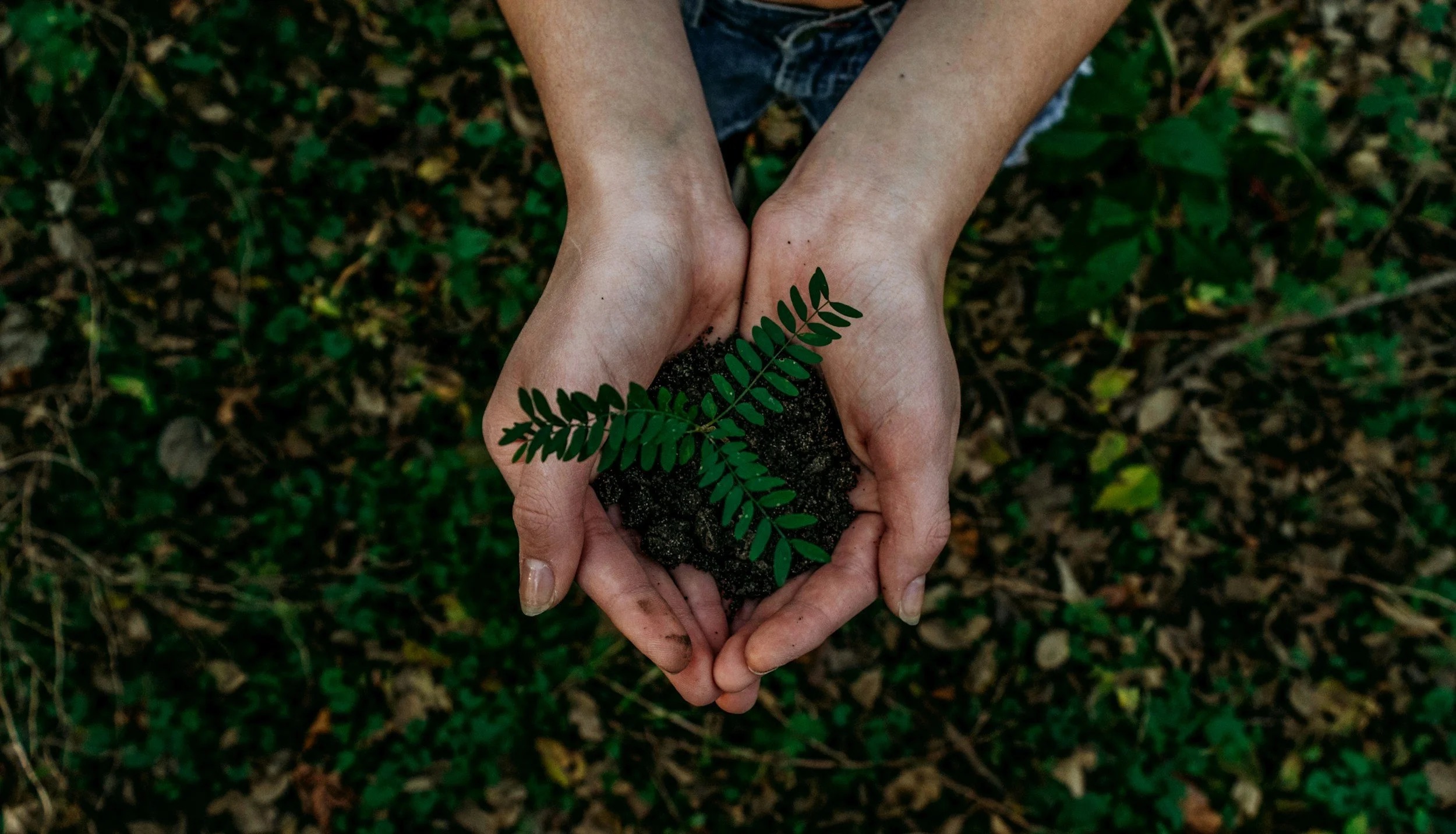 Hands planting a seedling in rich soil